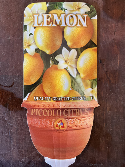 'Piccolo' Lemonade (Grafted Dwarf)