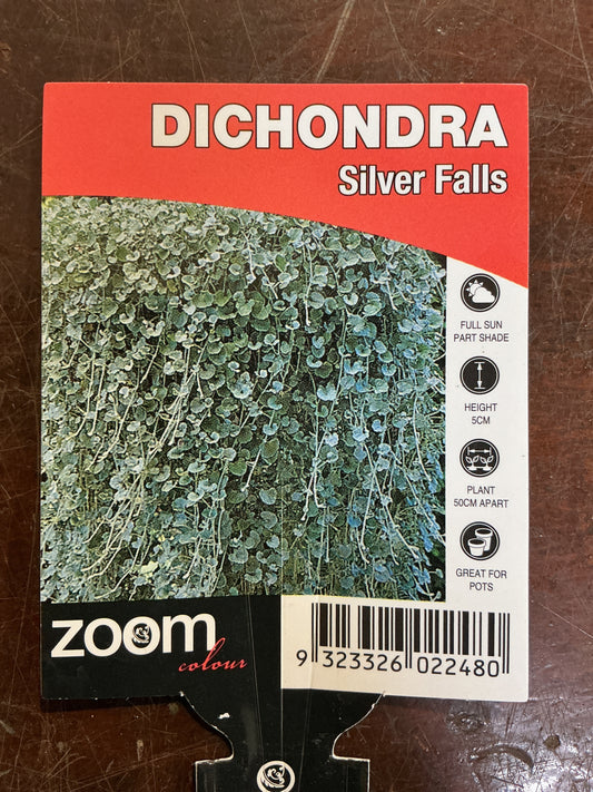 Dichondra ‘Silver Falls’