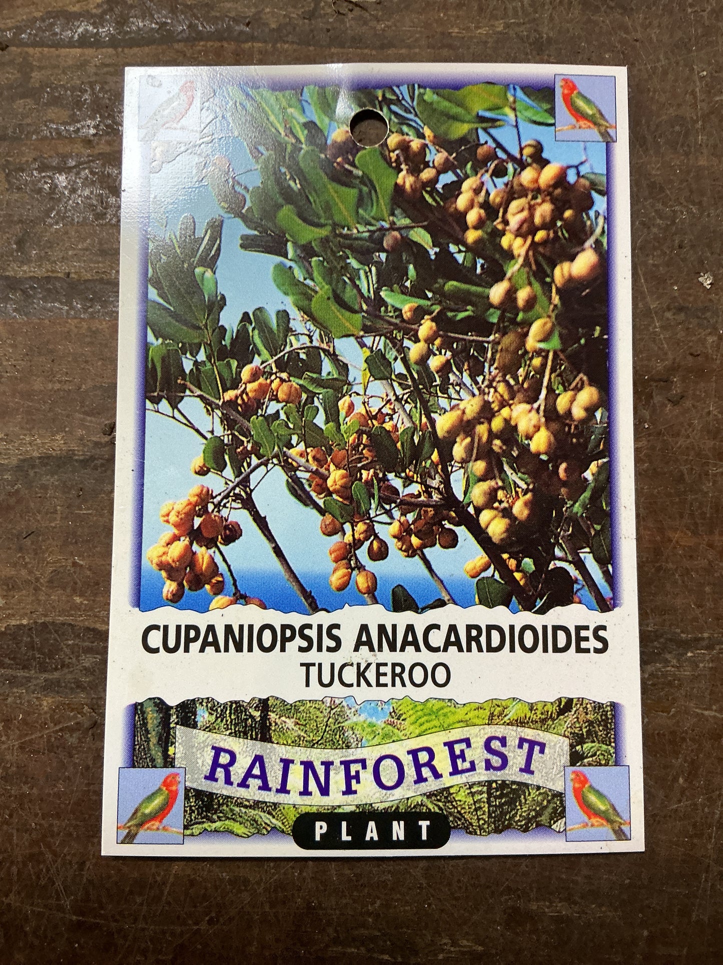 Tuckeroo (Cupaniopsis anacardioides)