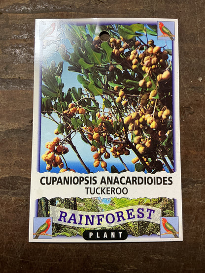 Tuckeroo (Cupaniopsis anacardioides)