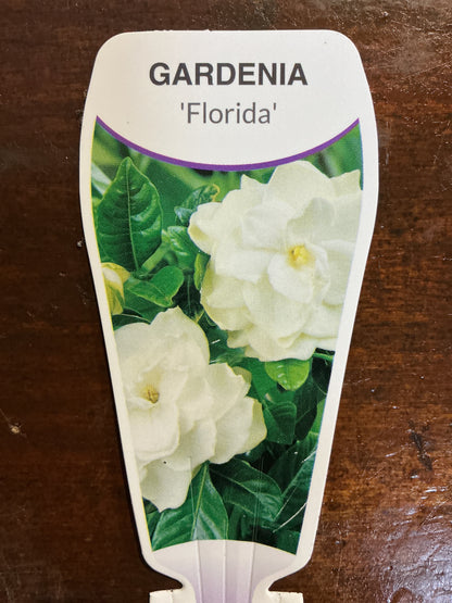 Gardenia 'Florida'