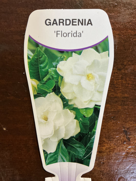 Gardenia 'Florida'