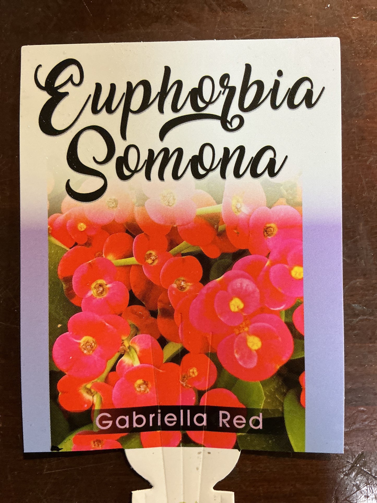Euphorbia somona ‘Gabriella Red’