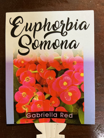 Euphorbia somona ‘Gabriella Red’