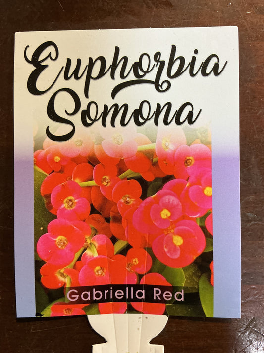 Euphorbia somona ‘Gabriella Red’