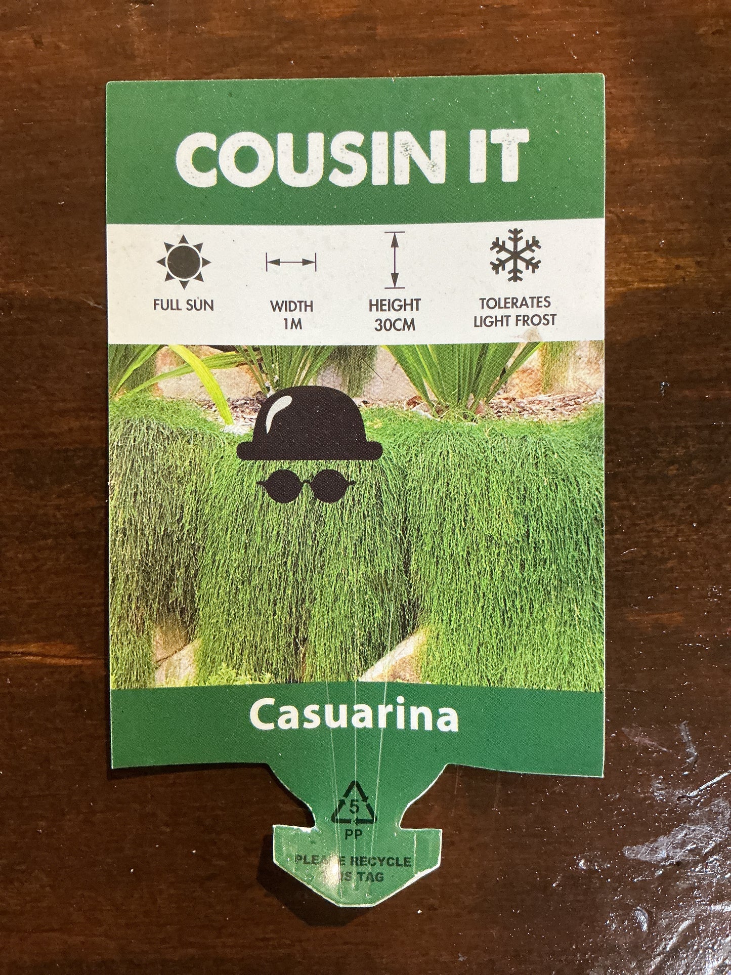 Casuarina Cousin It