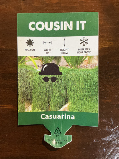 Casuarina Cousin It