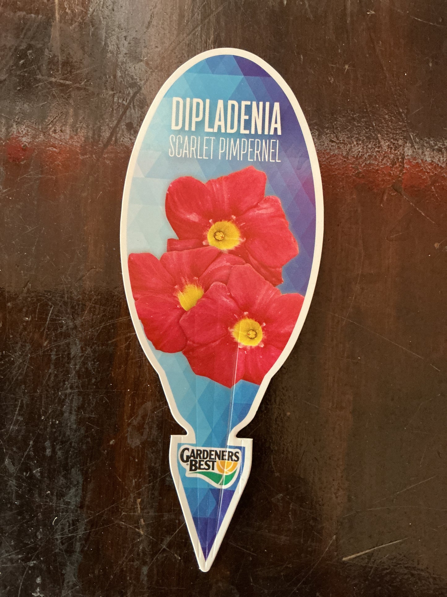 Dipladenia ‘Scarlet Pimpernel’