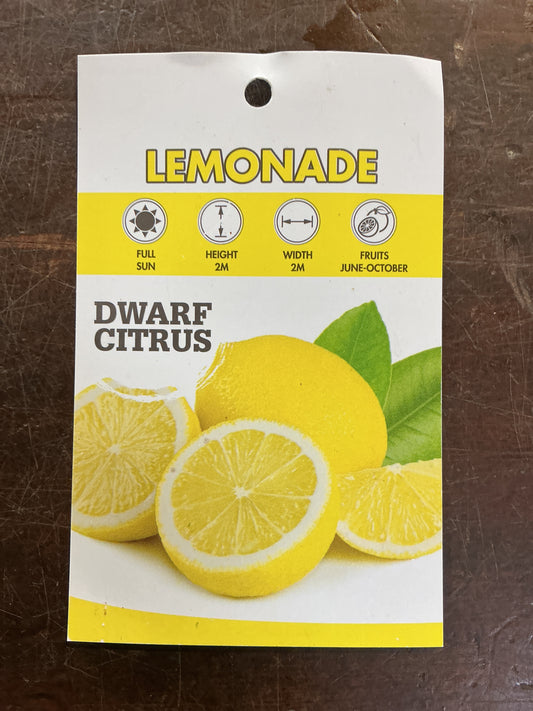 Dwarf ‘Lemonade’