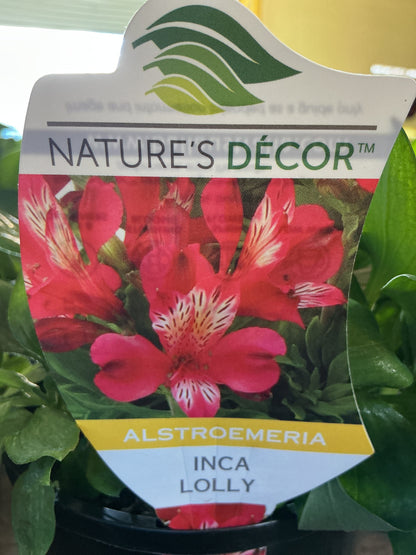 Alstromeria