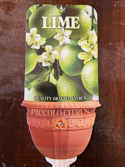 'Piccolo' Tahitian Lime (Grafted Dwarf)