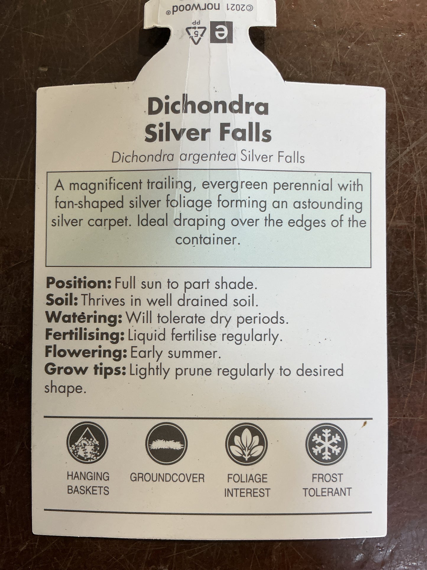 Dichondra ‘Silver Falls’