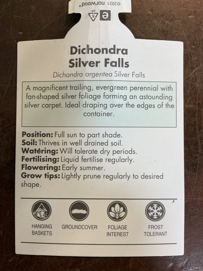 Dichondra ‘Silver Falls’