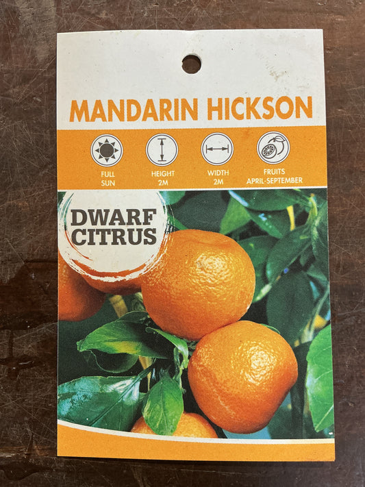 Dwarf Mandarin Hickson