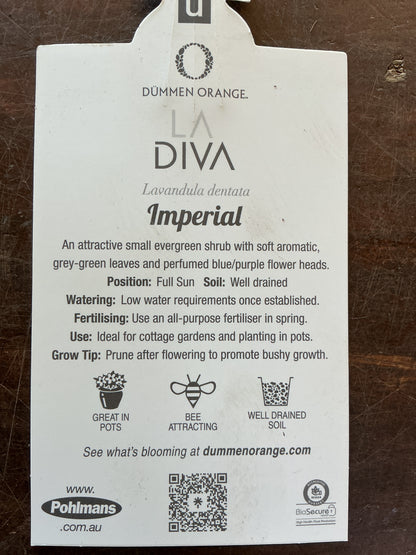 Lavender LaDiva ‘Imperial’