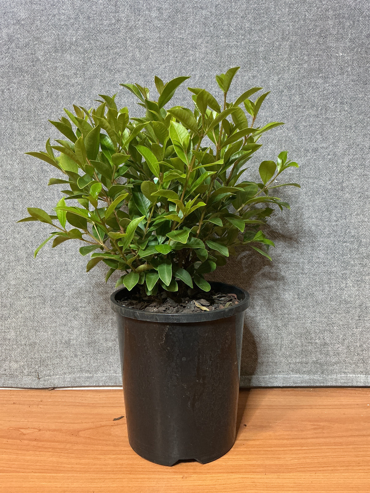Dwarf Lilly Pilly ‘Baby Boomer’