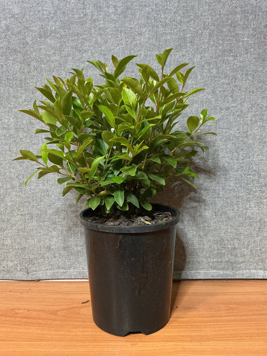 Dwarf Lilly Pilly ‘Baby Boomer’