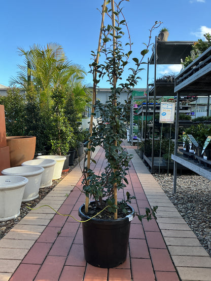 Trachelospermum jasminoides 'Star Jasmine'