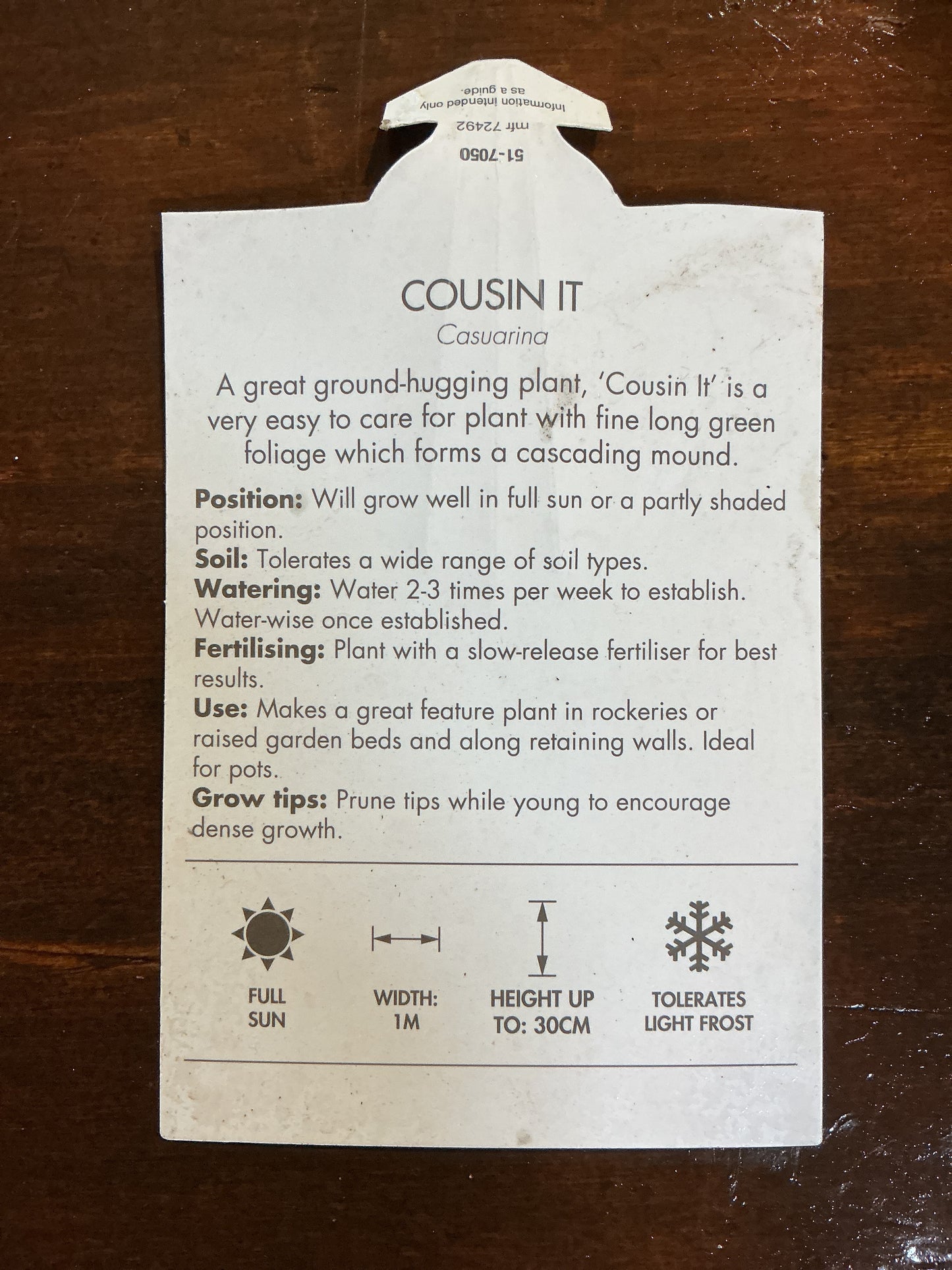 Casuarina Cousin It