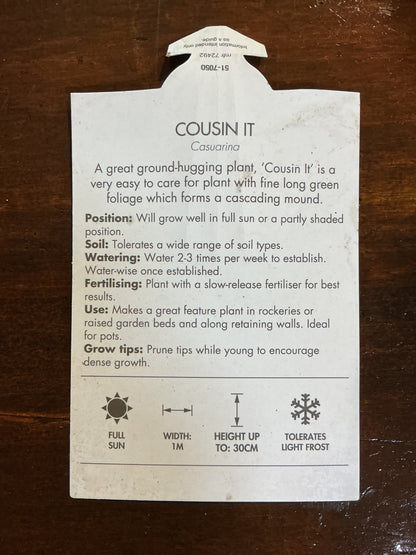 Casuarina Cousin It