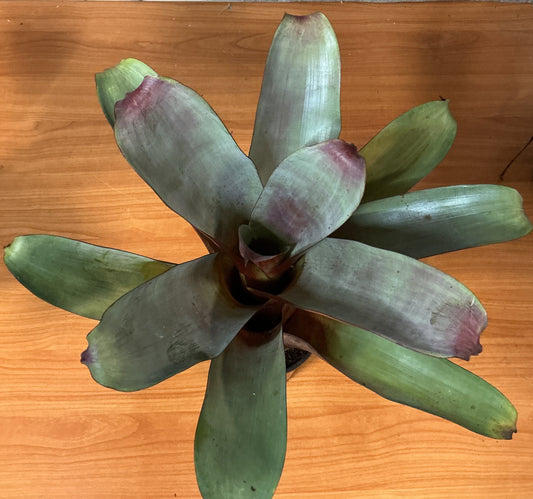 Bromeliad Alcantarea 'Silver Plum' 140mm