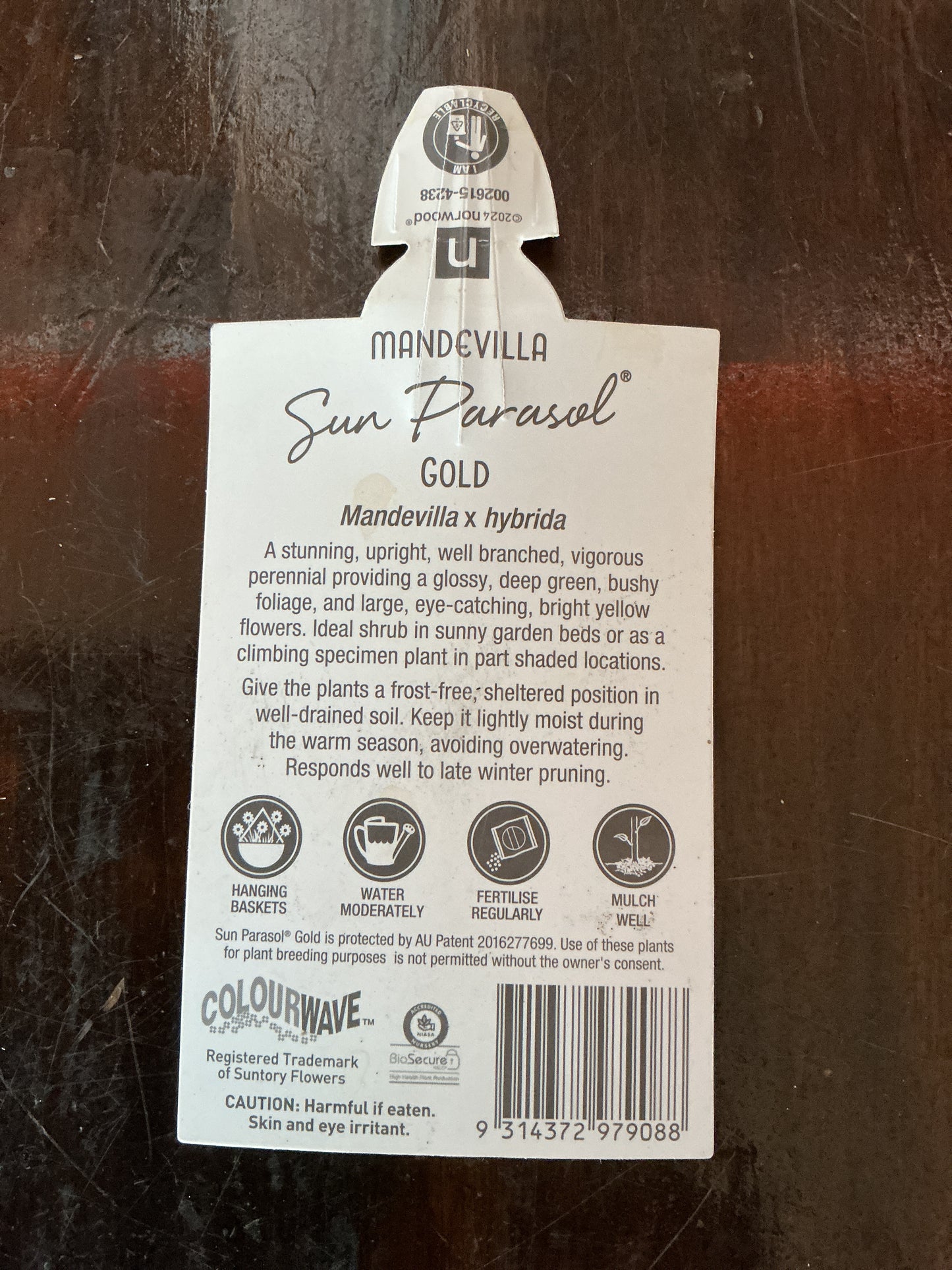 Mandevilla Sun Parasol ‘Gold’