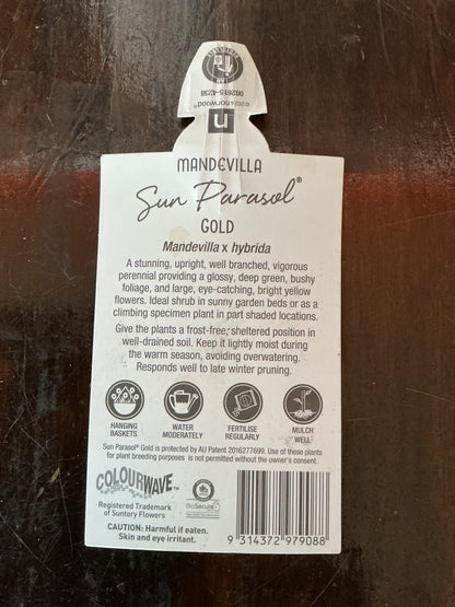 Mandevilla Sun Parasol ‘Gold’