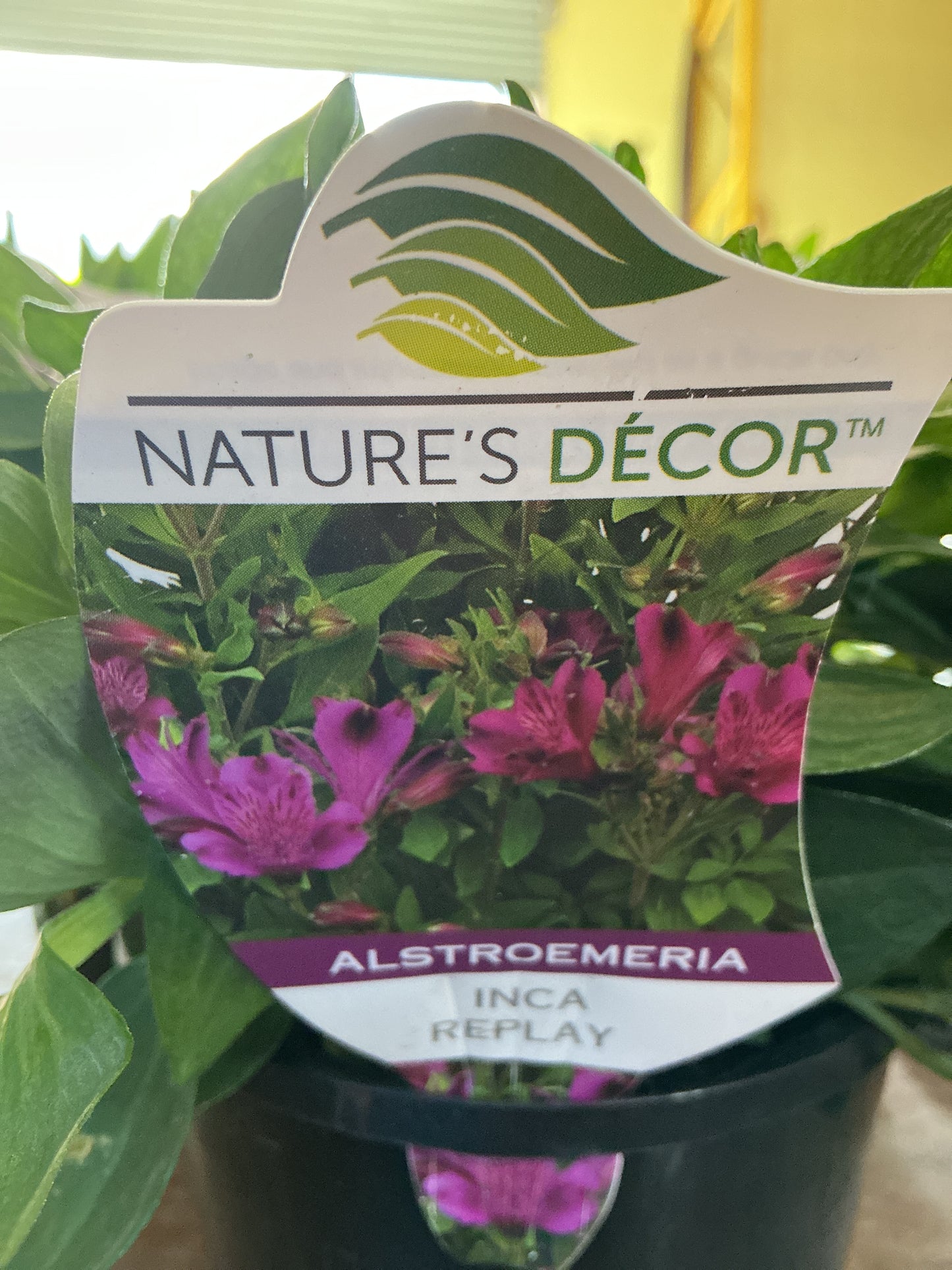Alstromeria