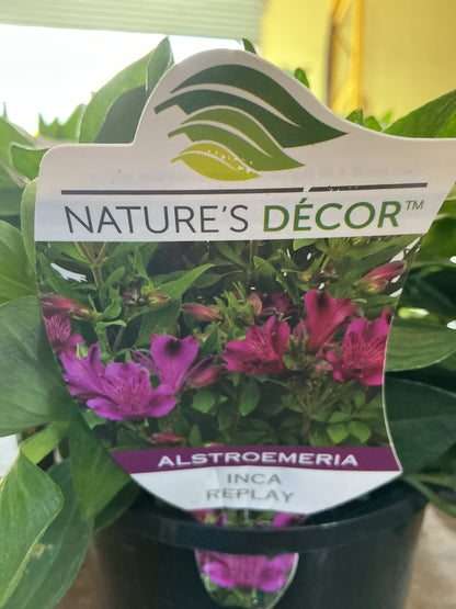 Alstromeria