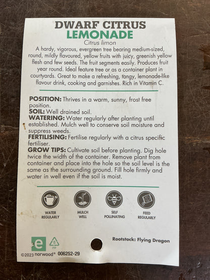 Dwarf ‘Lemonade’
