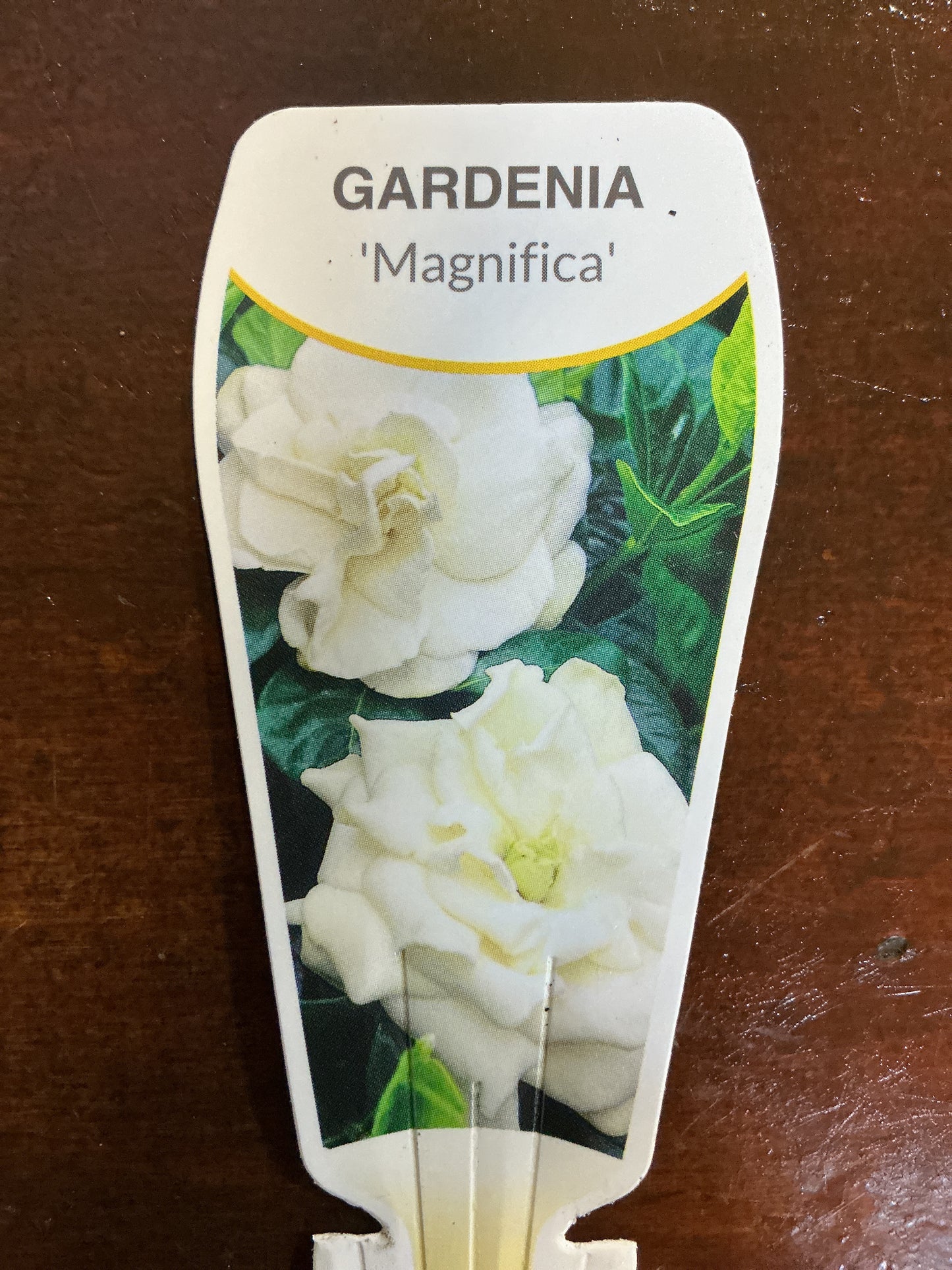Gardenia 'Magnifica'