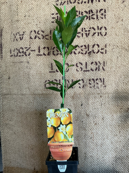 'Piccolo' Lisbon Lemon (Grafted Dwarf)