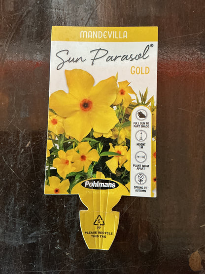 Mandevilla Sun Parasol ‘Gold’