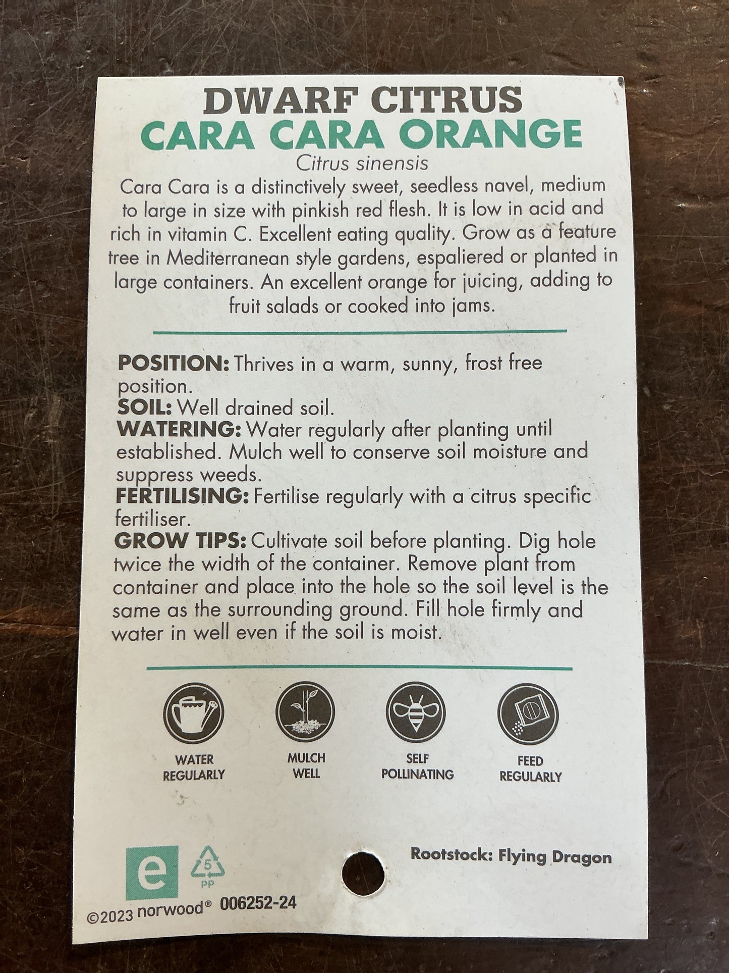 Dwarf Orange ‘Cara Cara’