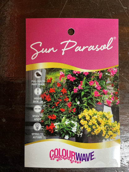 Mandevilla Sun Parasol ‘Bluephoria’