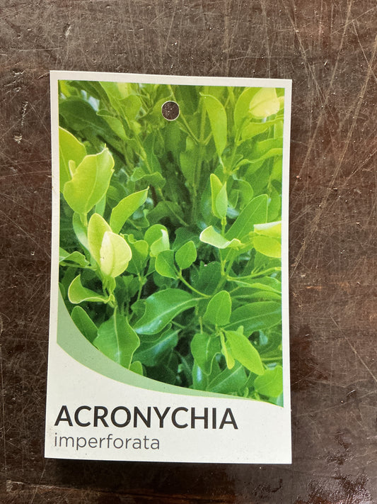 Fraser Island Apple (Acronychia imperforata)