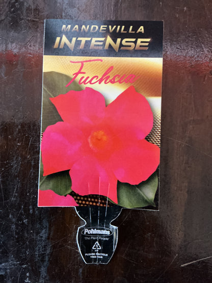 Mandevilla ‘Intense Fuchsia’