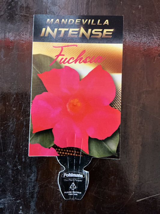 Mandevilla ‘Intense Fuchsia’