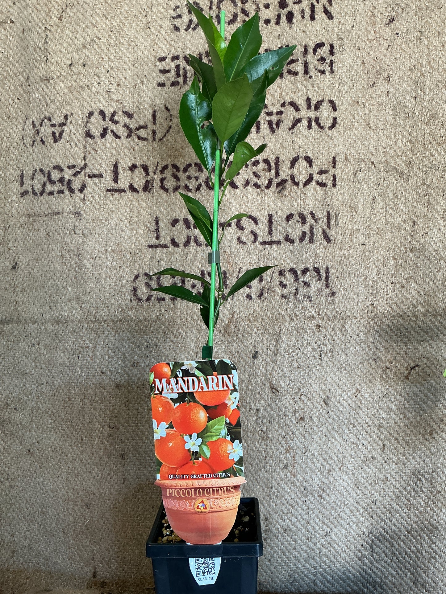 'Piccolo' Imperial Mandarin (Grafted Dwarf)