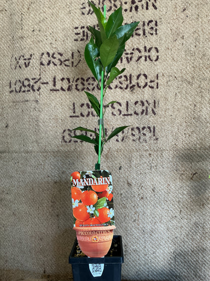'Piccolo' Imperial Mandarin (Grafted Dwarf)