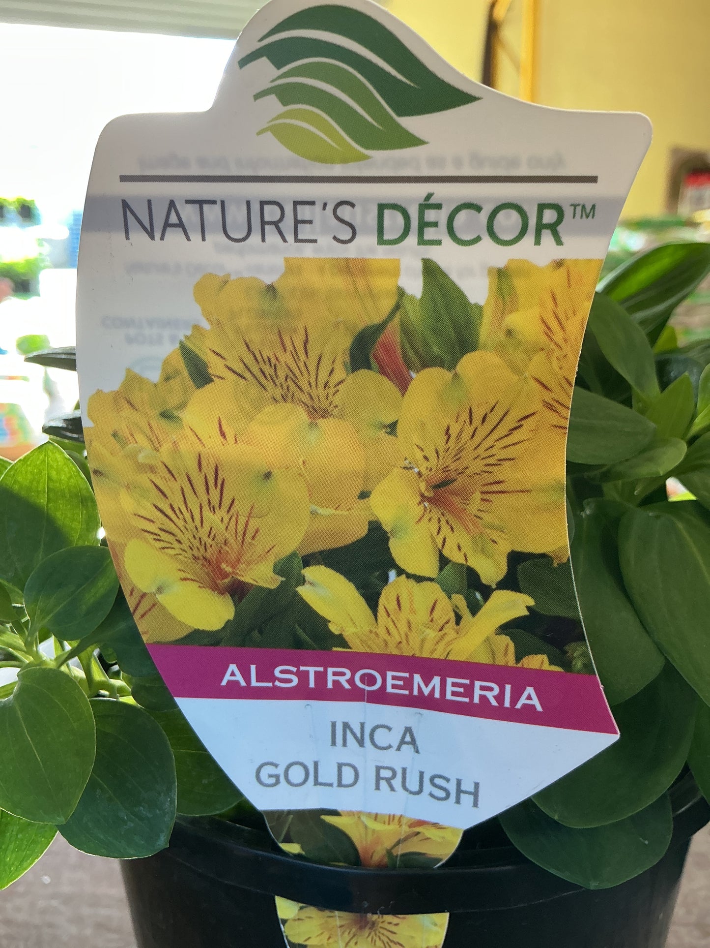 Alstromeria