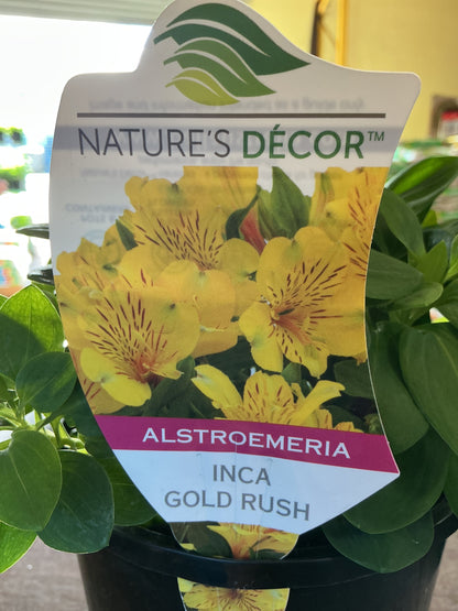Alstromeria