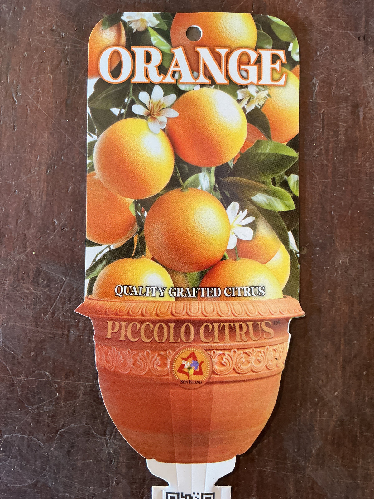 'Piccolo' Seedless Valencia Orange (Grafted Dwarf)