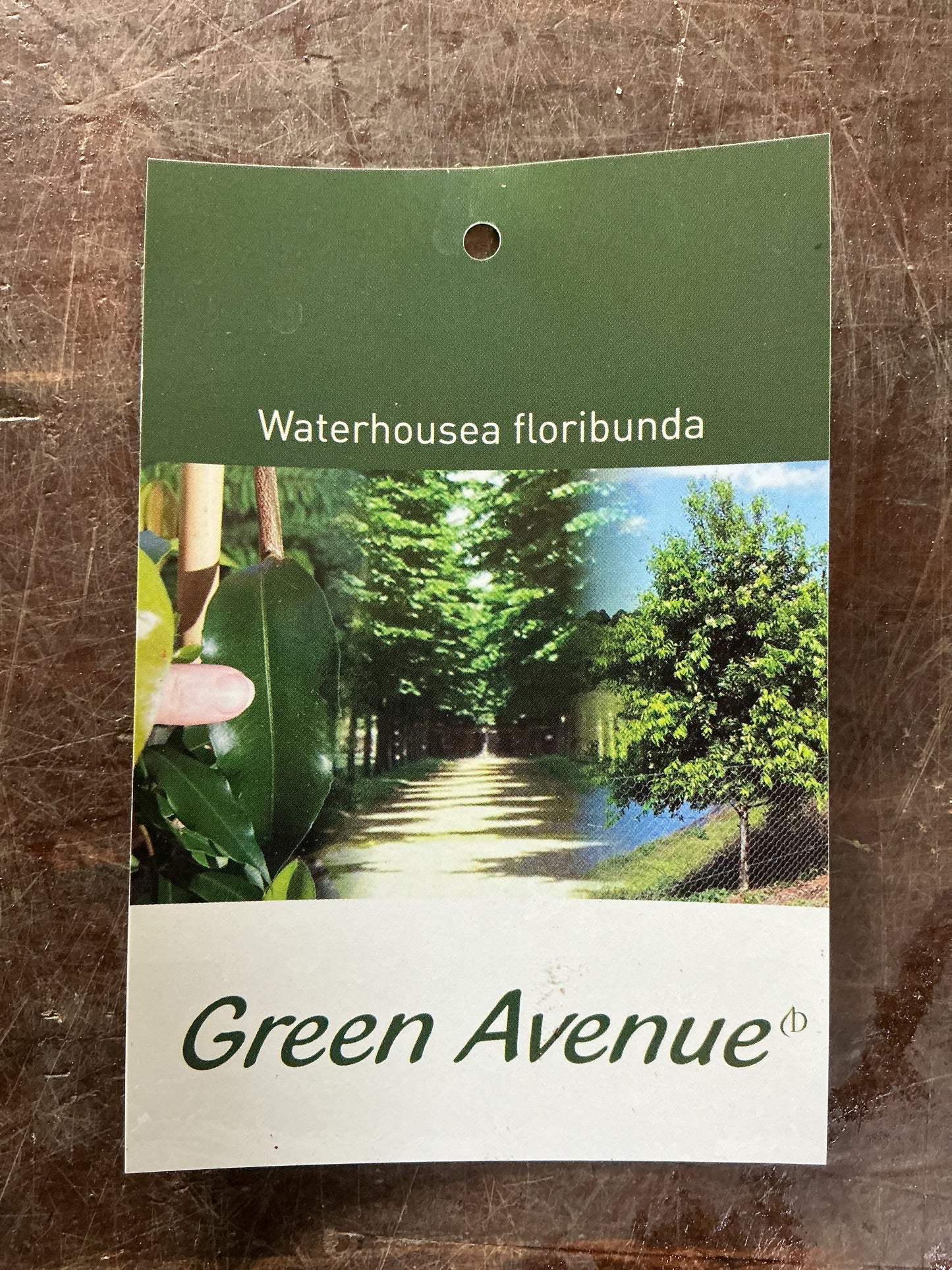 Weeping Lilly Pilly (Waterhousea floribunda) 'Green Avenue'