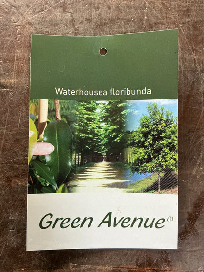 Weeping Lilly Pilly (Waterhousea floribunda) 'Green Avenue'