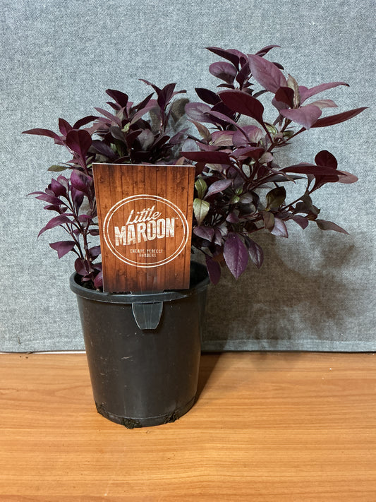 Alternanthera ‘Little Maroon’
