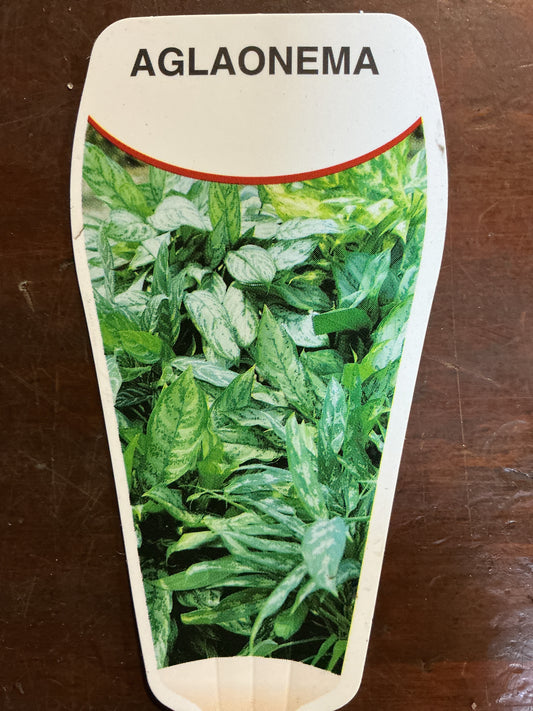 Aglaonema- Red (Chinese Lucky Plant)