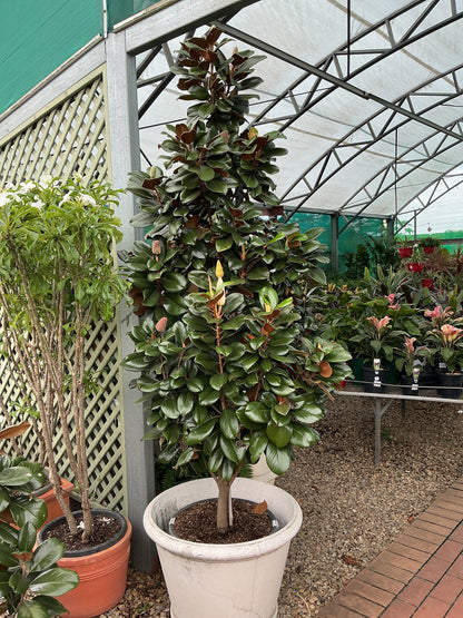 Magnolia 'Teddy Bear'
