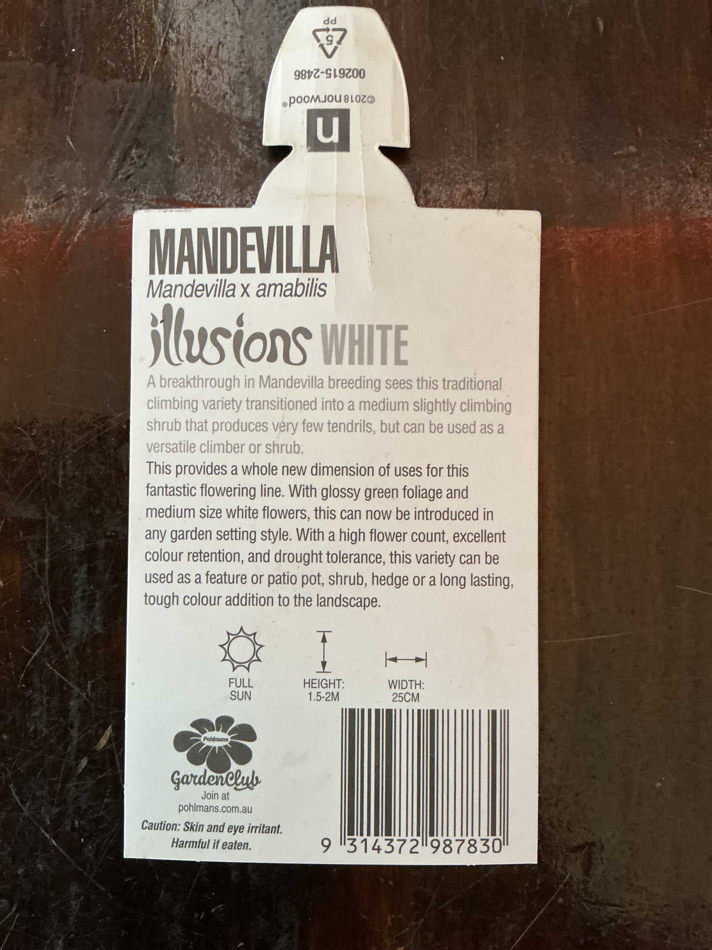 Mandevilla ‘Illusions White’