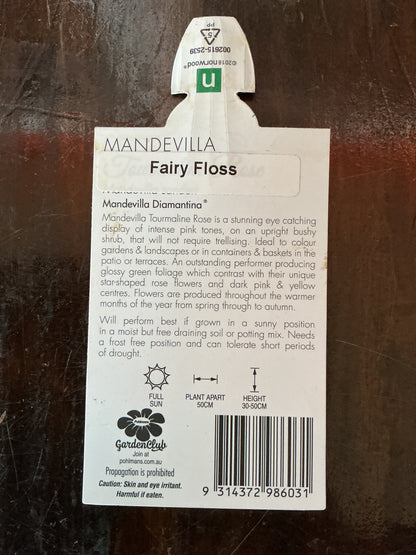 Mandevilla ‘Fairy Floss’